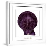 Maritime Still Life with Scallop-Uwe Merkel-Framed Photographic Print