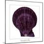 Maritime Still Life with Scallop-Uwe Merkel-Mounted Photographic Print