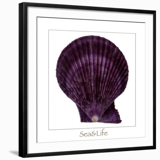 Maritime Still Life with Scallop-Uwe Merkel-Framed Photographic Print