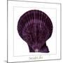 Maritime Still Life with Scallop-Uwe Merkel-Mounted Photographic Print