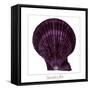 Maritime Still Life with Scallop-Uwe Merkel-Framed Stretched Canvas