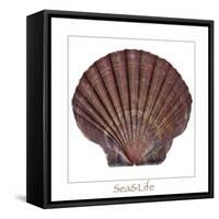 Maritime Still Life with Scallop-Uwe Merkel-Framed Stretched Canvas