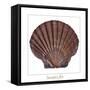 Maritime Still Life with Scallop-Uwe Merkel-Framed Stretched Canvas