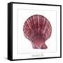 Maritime Still Life with Scallop-Uwe Merkel-Framed Stretched Canvas