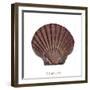 Maritime Still Life with Scallop-Uwe Merkel-Framed Photographic Print