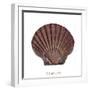 Maritime Still Life with Scallop-Uwe Merkel-Framed Photographic Print