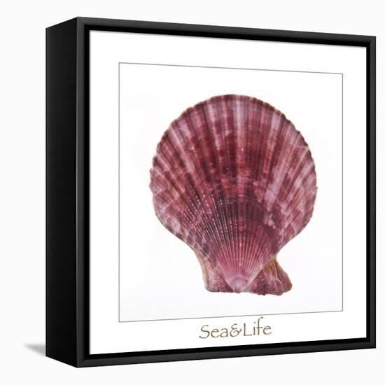 Maritime Still Life with Scallop-Uwe Merkel-Framed Stretched Canvas