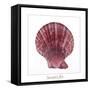 Maritime Still Life with Scallop-Uwe Merkel-Framed Stretched Canvas