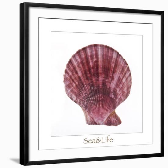 Maritime Still Life with Scallop-Uwe Merkel-Framed Photographic Print