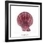 Maritime Still Life with Scallop-Uwe Merkel-Framed Photographic Print