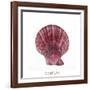 Maritime Still Life with Scallop-Uwe Merkel-Framed Photographic Print