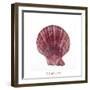 Maritime Still Life with Scallop-Uwe Merkel-Framed Photographic Print