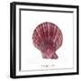 Maritime Still Life with Scallop-Uwe Merkel-Framed Photographic Print