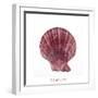 Maritime Still Life with Scallop-Uwe Merkel-Framed Photographic Print