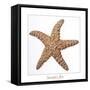 Maritime Still Life with Starfish-Uwe Merkel-Framed Stretched Canvas