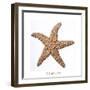 Maritime Still Life with Starfish-Uwe Merkel-Framed Photographic Print