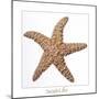 Maritime Still Life with Starfish-Uwe Merkel-Mounted Photographic Print