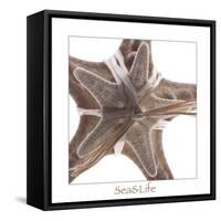 Maritime Still Life with Starfishes-Uwe Merkel-Framed Stretched Canvas