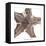 Maritime Still Life with Starfishes-Uwe Merkel-Framed Stretched Canvas