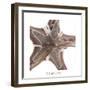 Maritime Still Life with Starfishes-Uwe Merkel-Framed Photographic Print