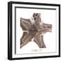 Maritime Still Life with Starfishes-Uwe Merkel-Framed Photographic Print