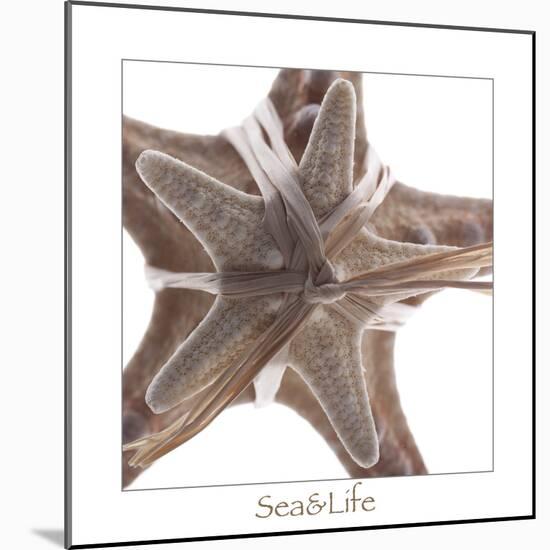 Maritime Still Life with Starfishes-Uwe Merkel-Mounted Photographic Print