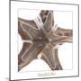 Maritime Still Life with Starfishes-Uwe Merkel-Mounted Photographic Print