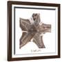 Maritime Still Life with Starfishes-Uwe Merkel-Framed Photographic Print