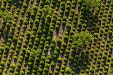 Aerial View of Harvest Field-Mariusz Szczygiel-Photographic Print