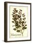 Marjoram antique-The Saturday Evening Post-Framed Giclee Print