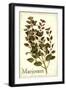 Marjoram antique-The Saturday Evening Post-Framed Giclee Print