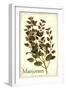 Marjoram antique-The Saturday Evening Post-Framed Giclee Print