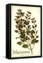 Marjoram antique-The Saturday Evening Post-Framed Stretched Canvas