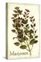 Marjoram antique-The Saturday Evening Post-Stretched Canvas