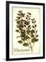 Marjoram antique-The Saturday Evening Post-Framed Giclee Print