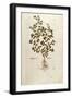 Marjoram - Origanum Majorana (Amaracus) by Leonhart Fuchs from De Historia Stirpium Commentarii Ins-null-Framed Giclee Print