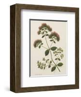 Marjoram-John Miller-Framed Premium Giclee Print