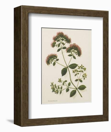 Marjoram-John Miller-Framed Premium Giclee Print