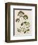 Marjoram-John Miller-Framed Premium Giclee Print