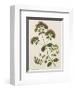 Marjoram-John Miller-Framed Premium Giclee Print