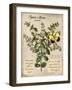 Marjoram-Kate Ward Thacker-Framed Giclee Print