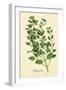 Marjoram-The Saturday Evening Post-Framed Giclee Print