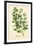 Marjoram-The Saturday Evening Post-Framed Giclee Print