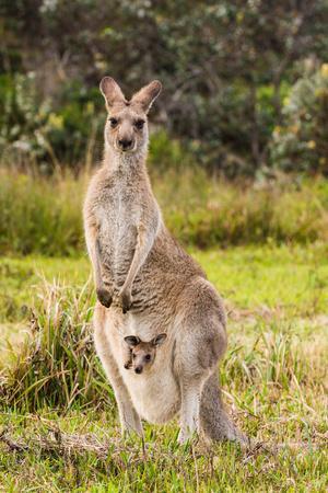 Eastern Gray Kangaroo female with joey in pouch, Australia