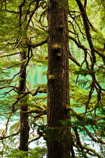 Premium Photographic Print, , large