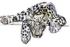 Arabian Leopard, 2008-Mark Adlington-Giclee Print