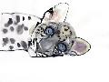 Laminate