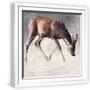 White Frame