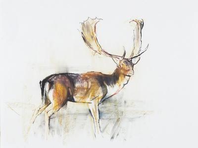 Study of a Stag