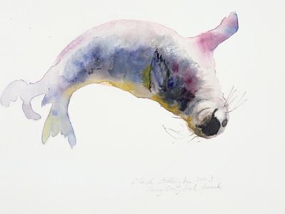 Young Grey Seal, Gweek, 2003